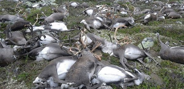 惨就一个字：三百头驯鹿被一场雷劈死