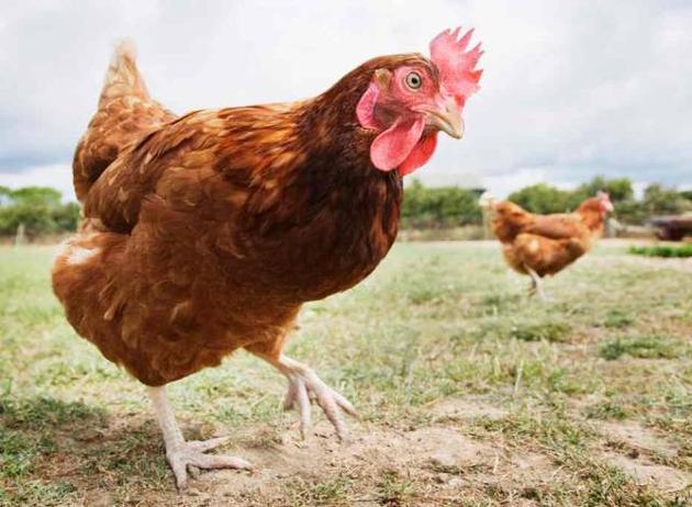 鸡不会飞，那它们是怎么遍布全球的？不只是驯化的过程