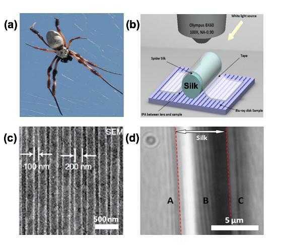 蜘蛛丝能够使显微镜分辨率提升2至3倍