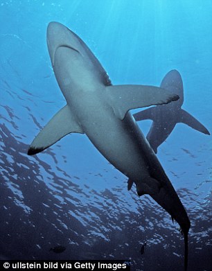 科学家利用电锯测试哪种鲨鱼牙齿最锋利：磨损速度更快