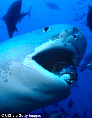 科学家利用电锯测试哪种鲨鱼牙齿最锋利：磨损速度更快