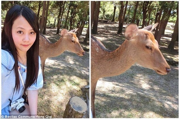 台湾美女动物园自拍:背景小鹿斜眼鄙视