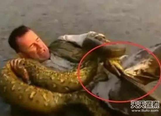 男子被蛇咬住命根 结局让人惊呆了