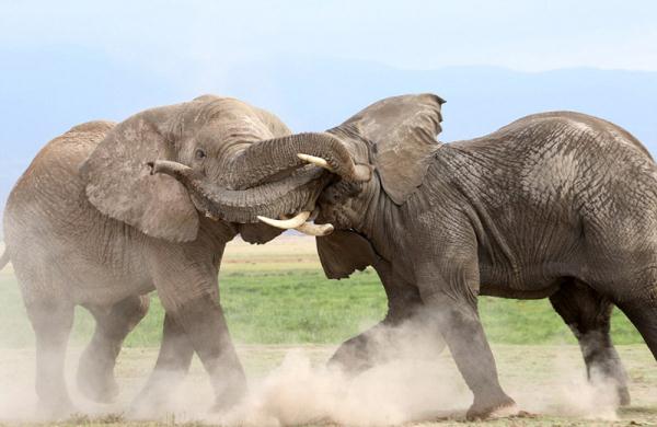 肯尼亚大象为争权“大打出手”