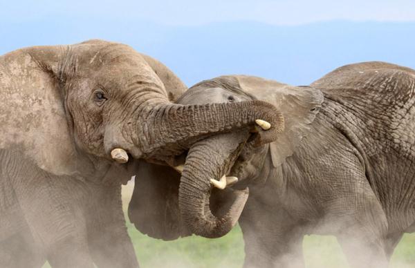 肯尼亚大象为争权“大打出手”