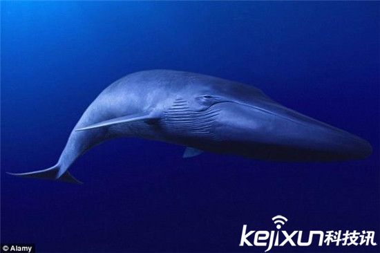 第六次生物大灭绝到来 最先灭绝的竟是它们 _