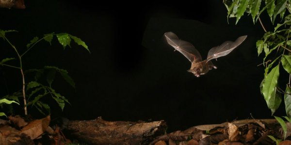 一言不合就进化：蝙蝠学会应对人类噪音