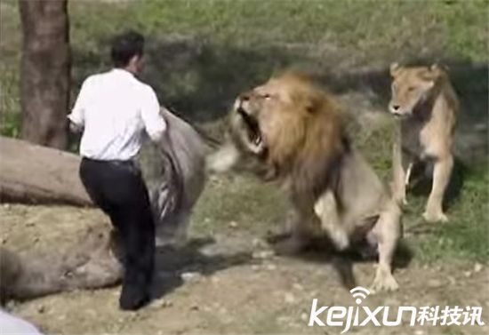 人与动物的战争 男子挑衅狮子大喊咬我啊!