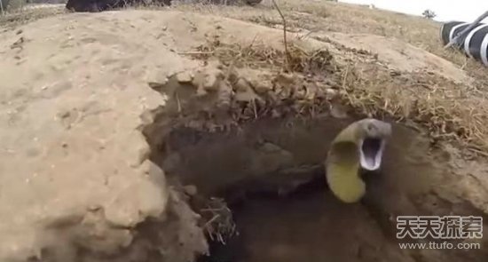 蛇是怎么挖洞的图片 4907137239111614304.jpg