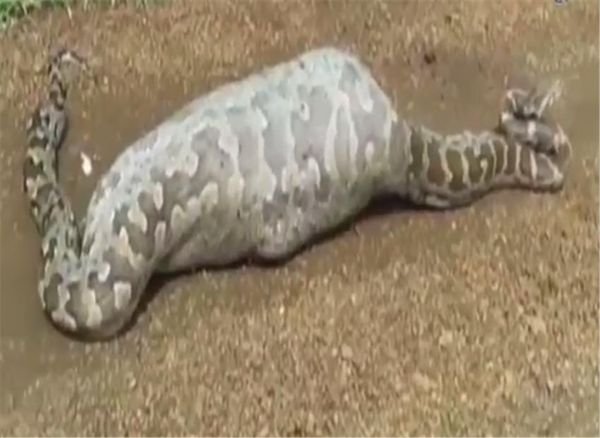 真的会撑死：巨蟒在吞下蓝牛羚后死亡