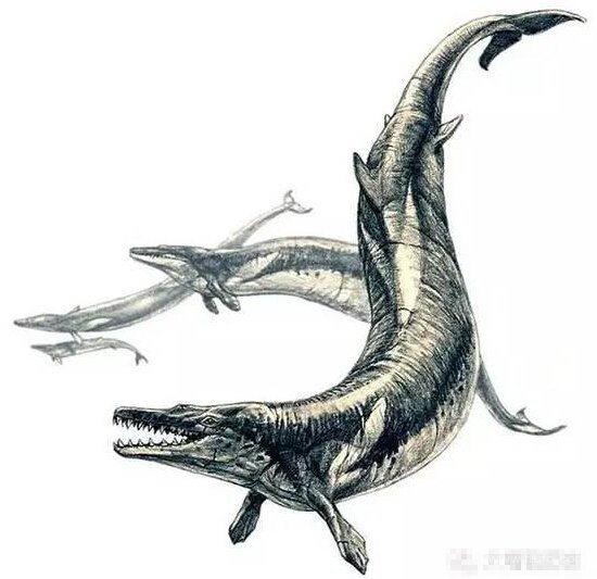 龙王鲸 8,毛伊龙 毛伊龙生活在约6500万年前,也属于蛇颈龙一支,但