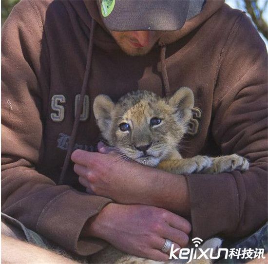 凶猛母狮子看见人类就猛地扑了上去!然而结果。。。