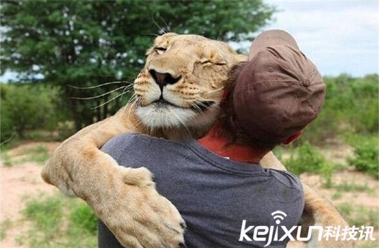 凶猛母狮子看见人类就猛地扑了上去!然而结果。。。