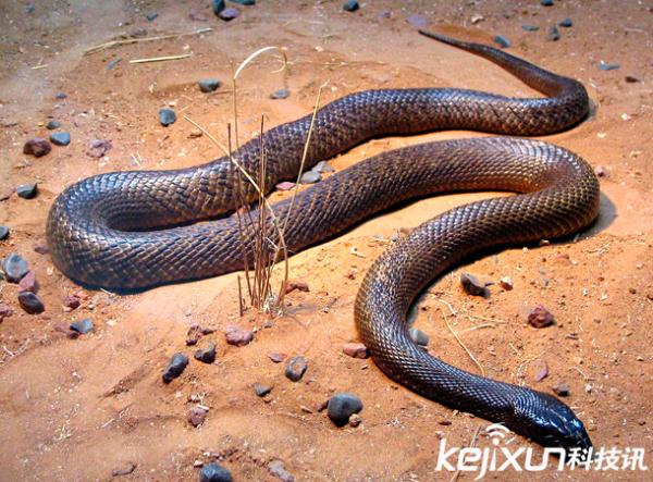 澳大利亚十大致命毒蛇 死亡率100%