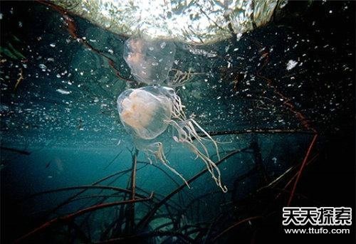 海洋中最可怕的剧毒动物 人类一触即毙命