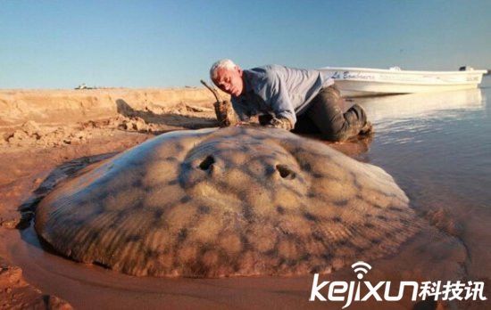 世界最毒海洋生物 鸡心螺箱水母