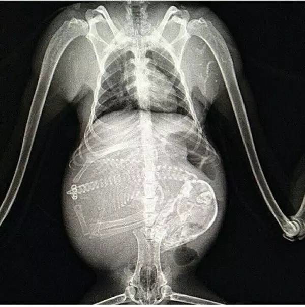 17种怀孕动物X光照片,大开眼界