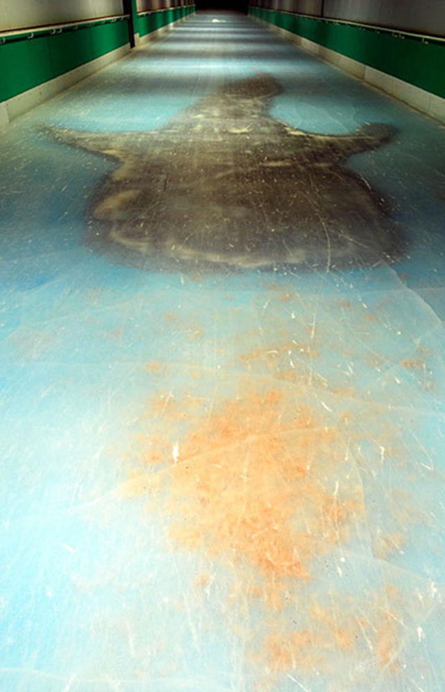 日本一滑冰场在冰面下铺五千条鱼遭批