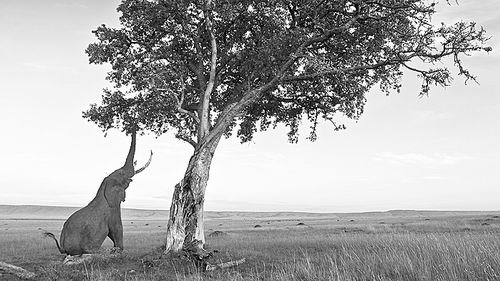 非洲象成种子 搬运工 之王