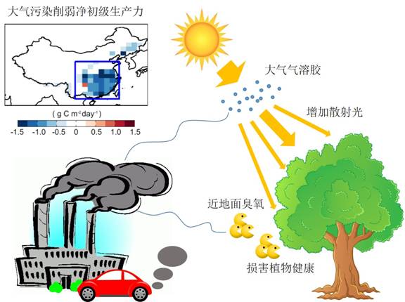 大气所发现近地面臭氧和大气气溶胶削弱中国陆地生态系统的碳吸收