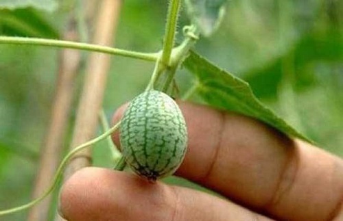 刚刚,我学会了怎么吃西瓜