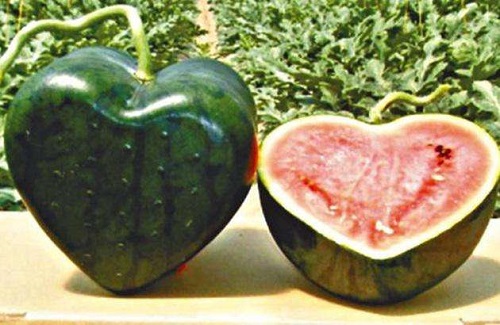 刚刚,我学会了怎么吃西瓜