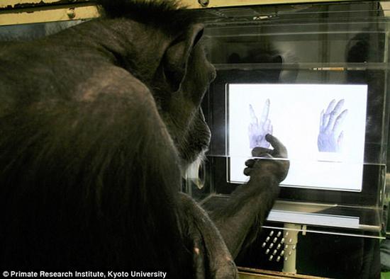 经过百天训练,黑猩猩也懂了