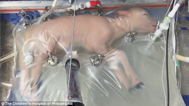 澳科学家成功利用人造子宫培育早产羊羔