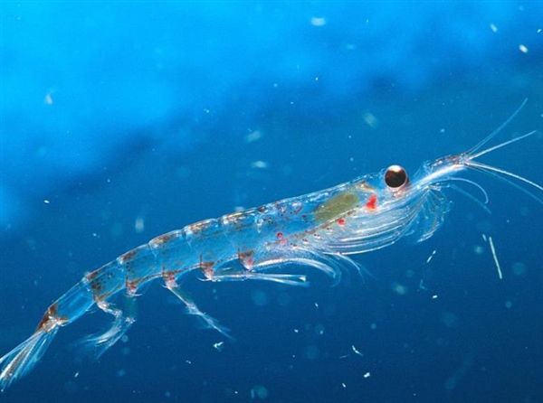 南极磷虾﹕远洋渔业后起之秀