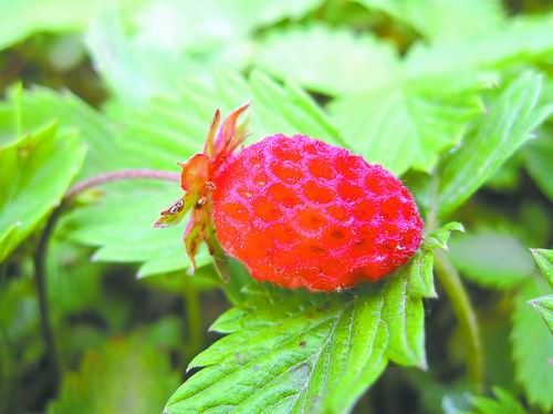 寻宝野生草莓大家族