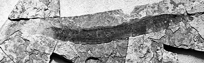 河北首次發現孟氏中生鰻化石 進一步豐富冀北熱河生物群種屬組成