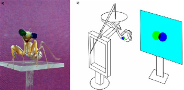 城会玩！科学家耗费1000万 只为给螳螂戴3D眼镜
