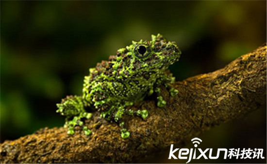 霸道总裁式青蛙高 盘点动物界十大罕见青蛙(2