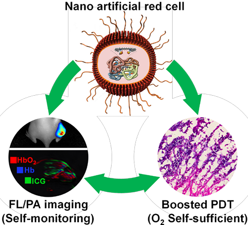 纳米人工红细胞可视化精准治疗癌症获新突破