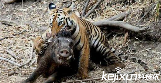 实拍野猪搏斗猛虎全过程 血腥残暴猛虎本色