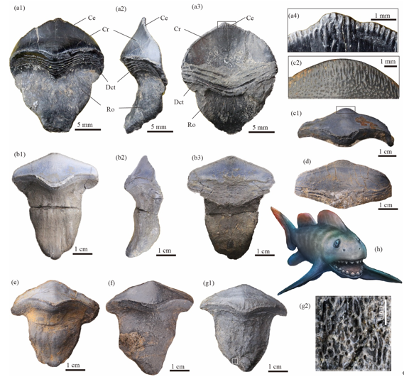 9亿年前史前巨鲨——瓣齿鲨