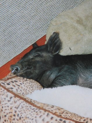 澳大利亚小公猪爱喝酒 喜欢给异性狗做按摩 _