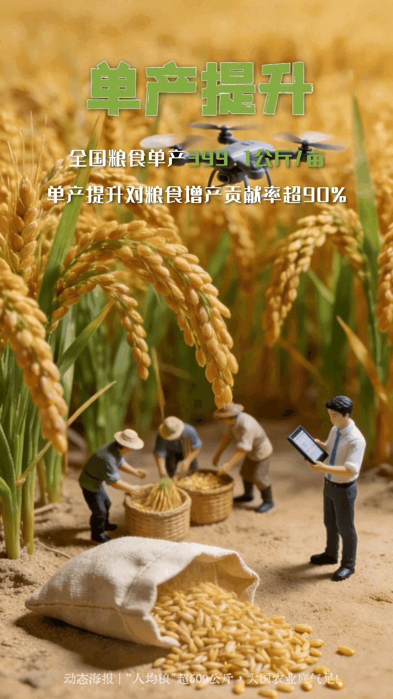 动态海报 | “人均粮”超500公斤，大国农业底气足！