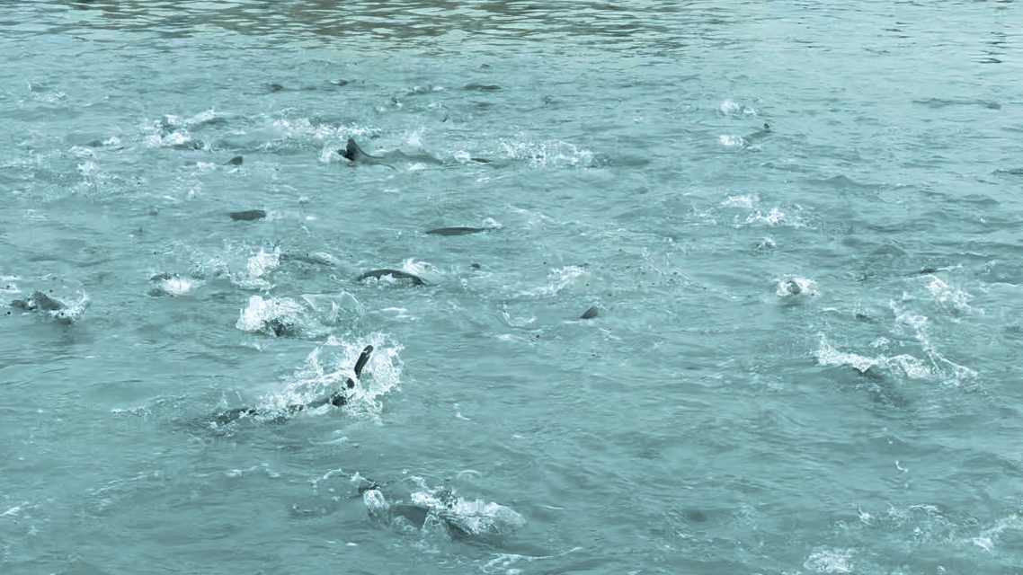 耕海牧渔白基湾:一条大黄鱼的竞速之旅 耕海牧渔白基湾:一条大黄鱼的竞速之旅