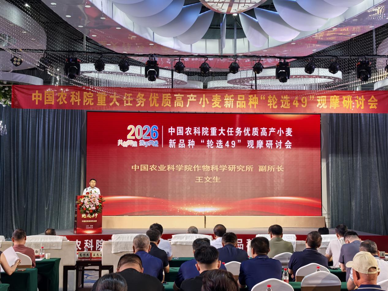 高产优质强筋小麦新品种“轮选49”赋能优质麦单产提质增效