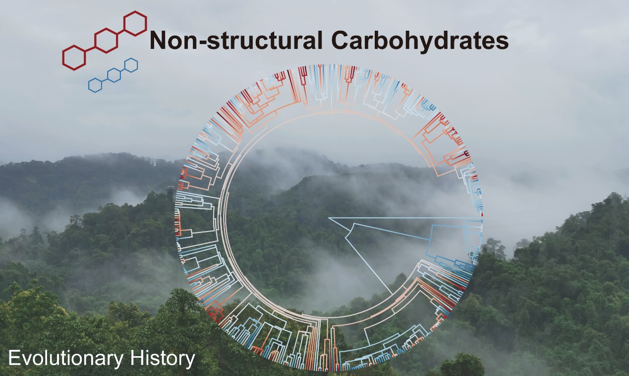 植物也会“囤粮”？科学家揭秘植物亿万年储碳生存智慧
