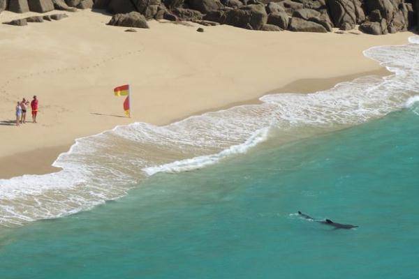 英海滩度假村边惊现鲨鱼群 游客未受惊吓