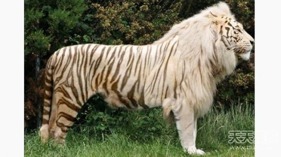 这些完美的混血动物 美得妙不可言