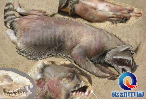 科学家揭开神秘海怪身份之谜