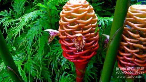 千年难遇 26种世界超罕见的奇花异草