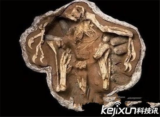 世界上最诡异的化石 蛇吞噬恐龙化石!