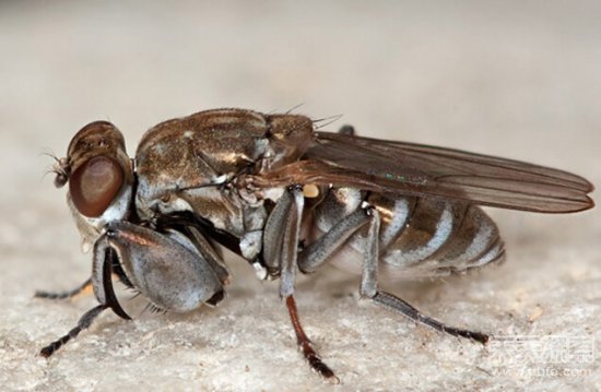 昆虫界中的十大另类 小jj长在女娃身上 - 中国日报网