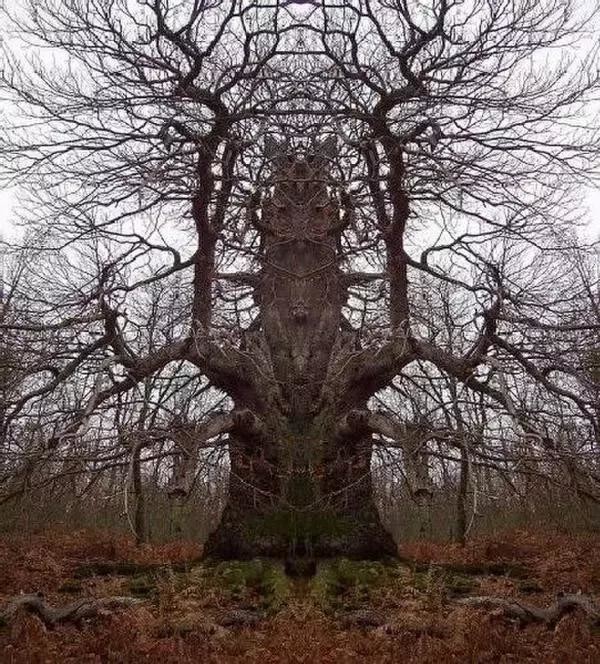 世界各地最奇葩的恐怖树木,你见过几棵?