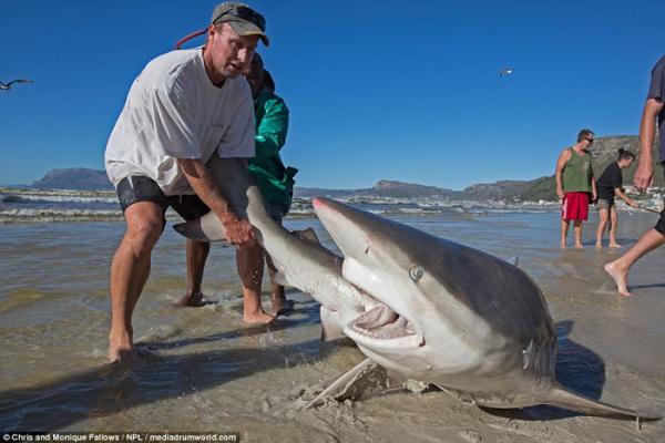 漁夫們商量後,決定合力將它從穆成堡海灘(muizenberg beach)放生,只見