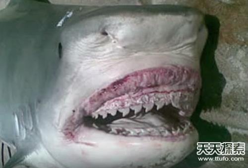 捕获的是一条凶猛的虎鲨,这种贪婪的鲨鱼和大白鲨一样臭名昭著人们